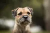 Apesar da energia do Border Terrier, cachorro é apegado com a família