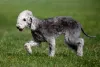 Bedlington Terrier: cachorro adora os humanos