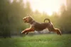 Nessa raça, cachorro Terrier é bem esportivo