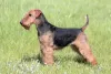 Welsh Terrier: cachorro é muito ligado com a famí­lia