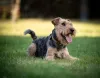 Sobre esse cachorro, raça Terrier é muito brincalhona