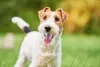 Fox Terrier: cachorro pode ter duas variações de pelagem