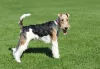 Fox Terrier: cachorro é independente e carinhoso