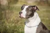Amstaff Terrier: cachorro também pertence ao grupo de tipos de Pitbull
