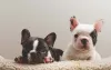 Fillhote de Bulldog Francês recém-nascido: preço deve ser planejado para entrar no seu orçamento