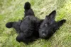 O cachorro Terrier Escocês tem pelos bem longos
