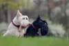 Raça Terrier Escocês pode te surpreender