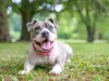 O Staffordshire Bull Terrier é conhecido por ser carinhoso, destemido e muito leal