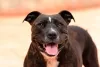Os cachorros Terrier da raça Staffordshire Bull Terrier gostam de criançs