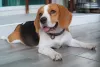 O adestramento é essencial para que o Beagle tenha um bom comportamento
