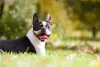 Boston Terrier: cachorro é muito simpático