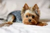 Tipos de Terrier: o Yorkshire encanta com o seu jeitinho