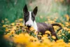 Cães Terrier: o Bull Terrier adora brincar
