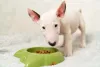 Para conviver com Bull Terrier, cachorro deve ser treinado filhote