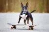 Nessa raça, cão Terrier precisa de bastante exercí­cio