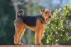 Cães Terrier da raça Airedale não costumam ser menores do que 56 cm