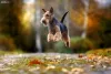 O cachorro Terrier é bem dócil