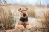 Grupo Terrier: os cães Airedale são bons esportistas