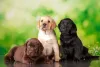 Labrador filhote marrom, bege e preto