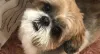 Cachorro Shih Tzu: esse da foto é o Flocos, um Shih Tzu caramelo e branco