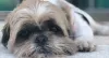 Shih Tzu adulto: o Flocos já passou da fase de filhote tem um tempinho