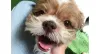 Shih Tzu: temperamento do Apollo é muito brincalhão e bem-humorado