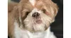 Os cuidados com um Shih Tzu envolvem dar muito amor, igual o Apollo!