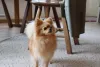 Cachorro Spitz Alemão anão em apartamento