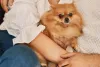 Lulu da Pomerânia dourado no colo de humano