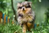 Cachorro Zwergspitz passeando por bosque
