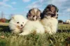 Filhotes de Lulu da Pomerânia ao ar livre