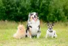 Cachorro Spitz Alemão ao lado de outros dois cachorros