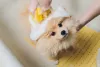Spitz Alemão anão sendo escovado