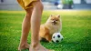 Lulu da Pomerânia com bola ao ar livre