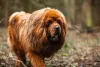 O Mastim Tibetano tem uma juba volumosa e super chamosa