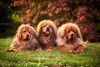 Cães da raça Mastim Tibetano podem pesar até 70 Kg