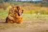 Para comprar Mastim Tibetano, valor muda de acordo com sexo, criador e linhagem do animal