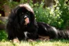 O cachorro Mastim Tibetano deve ter uma alimentação balanceada