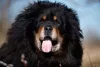 O Mastim Tibetano é peludo, mas não solta muito pelo