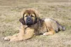 Para um filhote de Tibetan Mastiff, preço é sempre mais elevado que outras raças