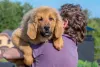 Todo cachorro Mastim Tibetano adora interagir com humanos