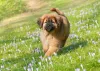 Mastim Tibetano: preço elevado faz o pet levar o título de cachorro mais caro do mundo