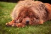 O cachorro Mastim Tibetano não é indicado para apartamentos pois precisa de um ambiente espaçoso