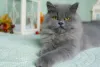 Gato Persa cinza deitado na cama