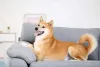 O Shiba tem as orelhas mais retinhas e pontudas