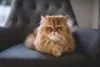 Gato Persa laranja deitado em poltrona
