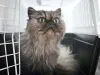 Gato Persa dentro de caixa de transporte