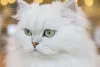 Gato Persa branco de olhos verdes