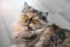 Gato Persa escaminha