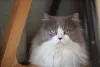 Gato Persa branco e cinza